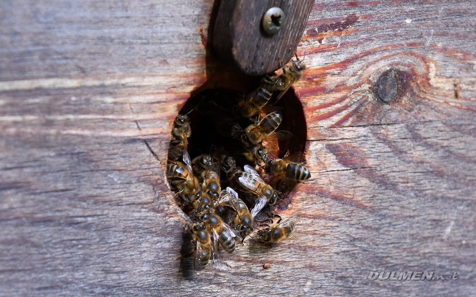 European honey bee (Apis mellifera)